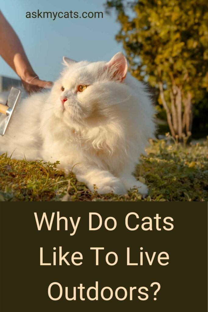 Why Do Cats Like To Live Outdoors?