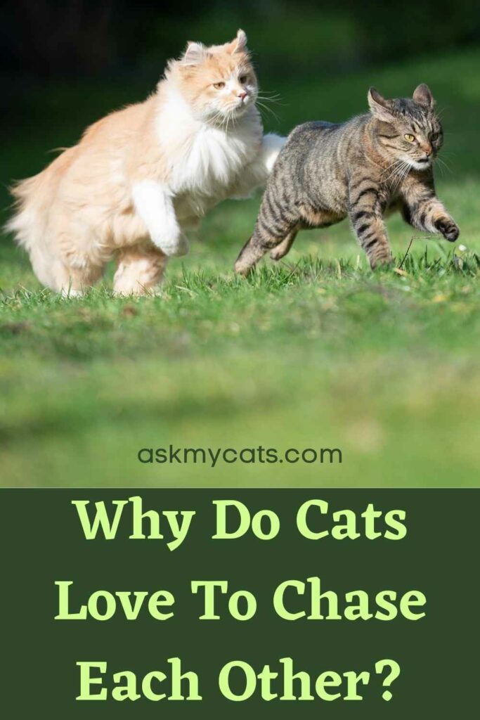 Why Do Cats Love To Chase Each Other?