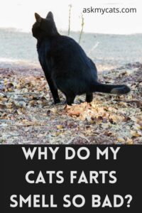 Why Do Cats Fart Smell So Bad? The Stinky Truth Revealed!