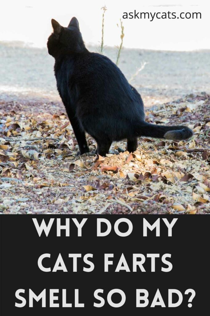 Why Do My Cats Farts Smell So Bad?