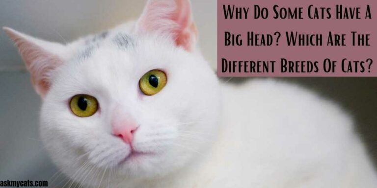 why do some cats have big heads