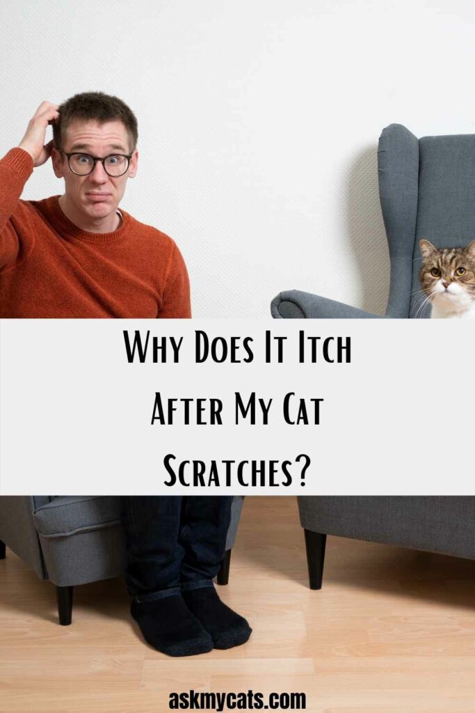 Why Does It Itch After My Cat Scratches?