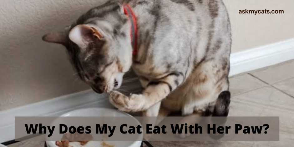 Why Does My Cat Eat With Her Paw?