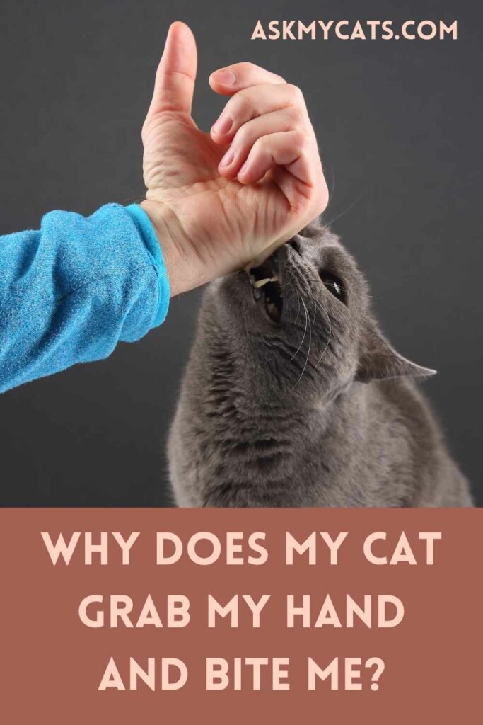Why Does My Cat Grab My Hand And Bite Me?