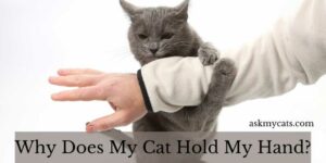 Why Does My Cat Grab/Hold My Hand?