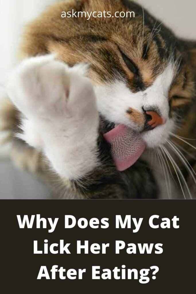 Why Does My Cat Lick Her Paws After Eating?