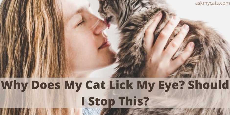 Why Does My Cat Lick My Eye? Should I Stop This?