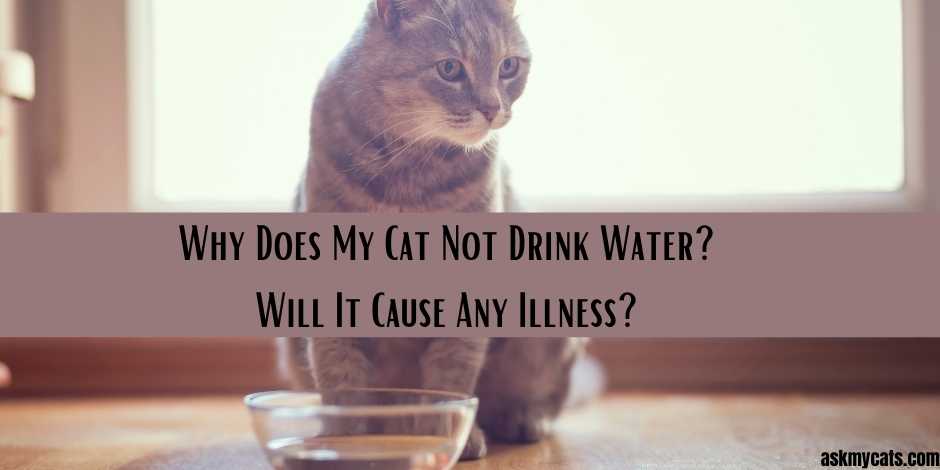 Why Does My Cat Not Drink Water Will It Cause Any Illness