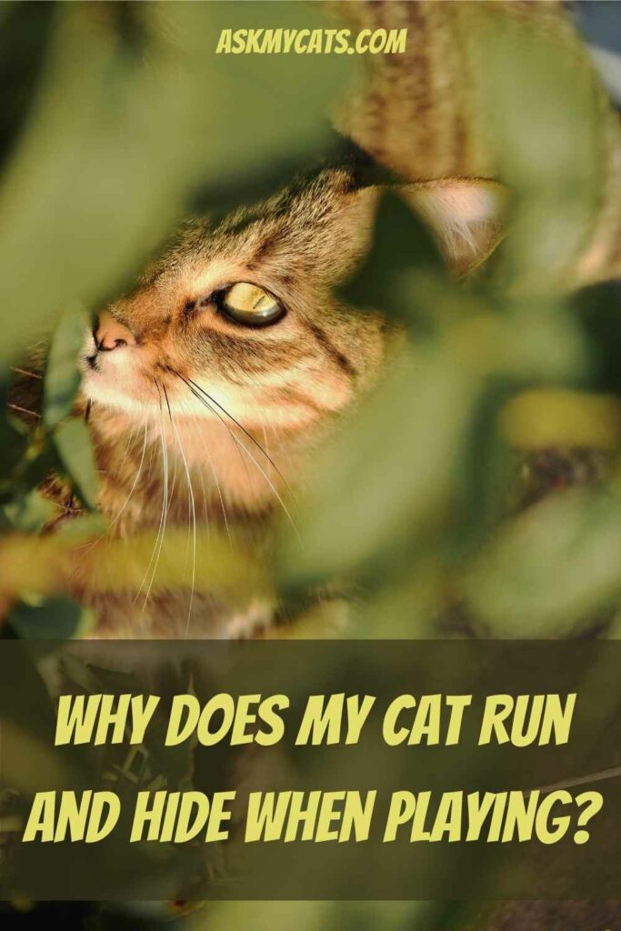 Why Does My Cat Run and Hide When Playing?