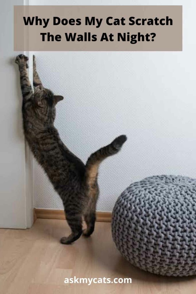 Cat keeps 2024 scratching walls