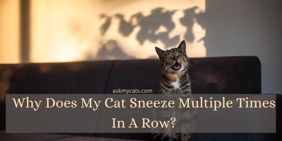 Why Does My Cat Sneeze Multiple Times In A Row?
