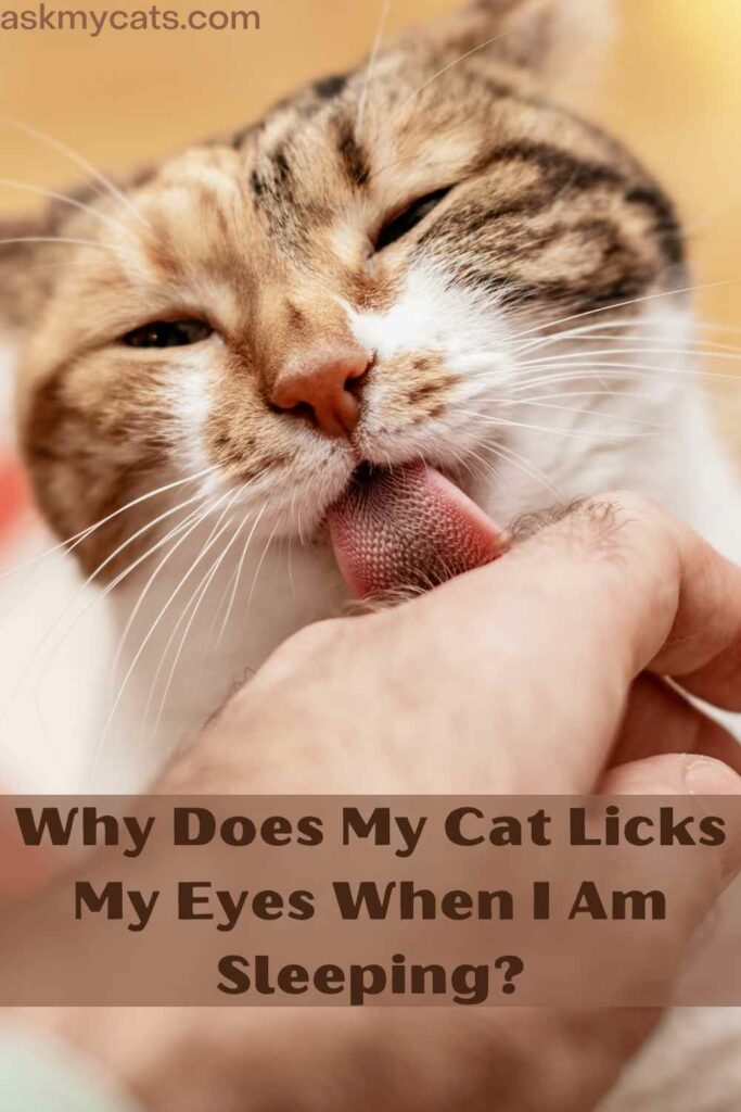 Why Does My Cat Licks My Eyes When I Am Sleeping?