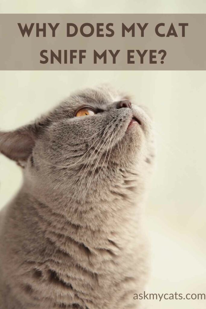 Why Does My Cat Sniff My Eye?