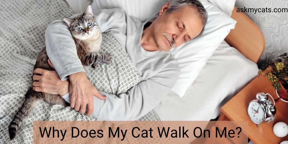 Why Does My Cat Walk On Me Cat Behavior Explained