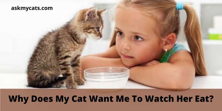 Why Does My Cat Want Me To Watch Her Eat?