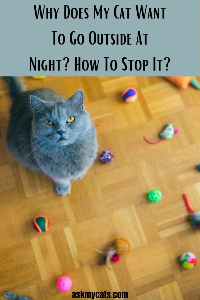 Why Does My Cat Want To Go Outside At Night? How To Stop It?