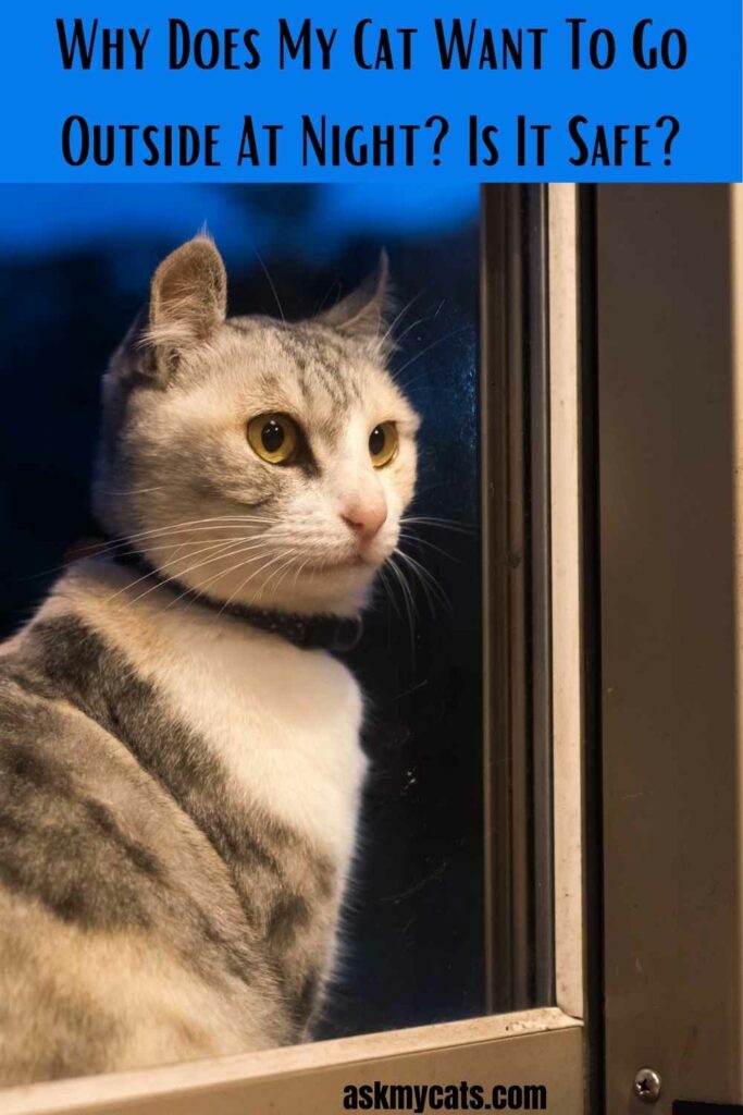 Why Does My Cat Want To Go Outside At Night?