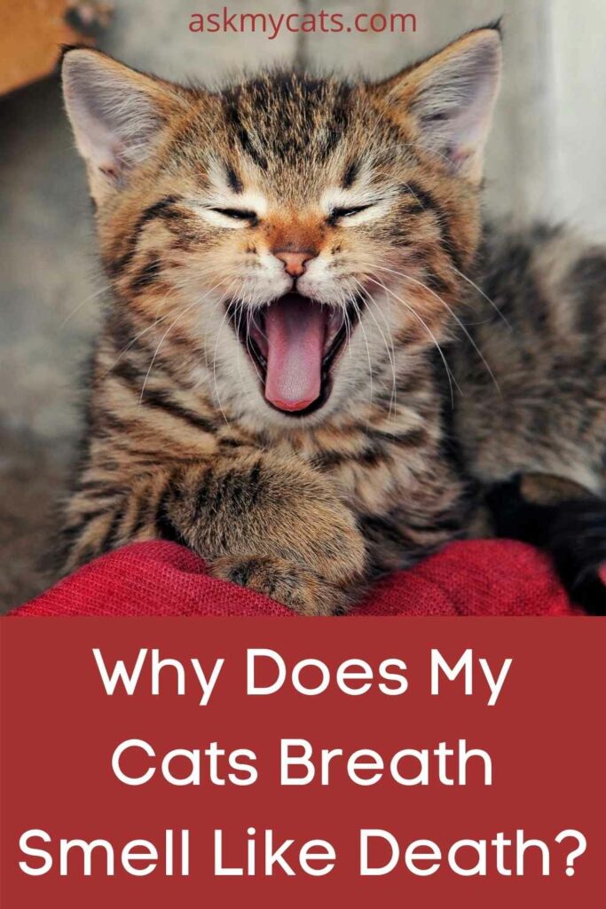 Why Does My Cats Breath Smell Like Death?