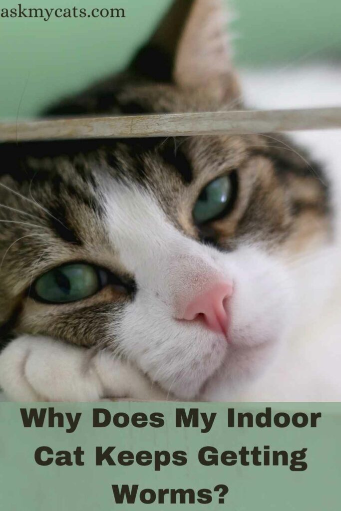 Why Does My Indoor Cat Keeps Getting Worms?