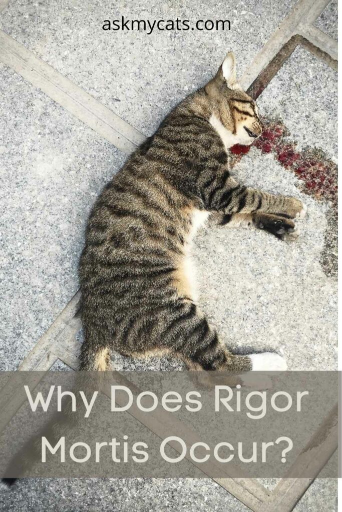 Why Does Rigor Mortis Occur?