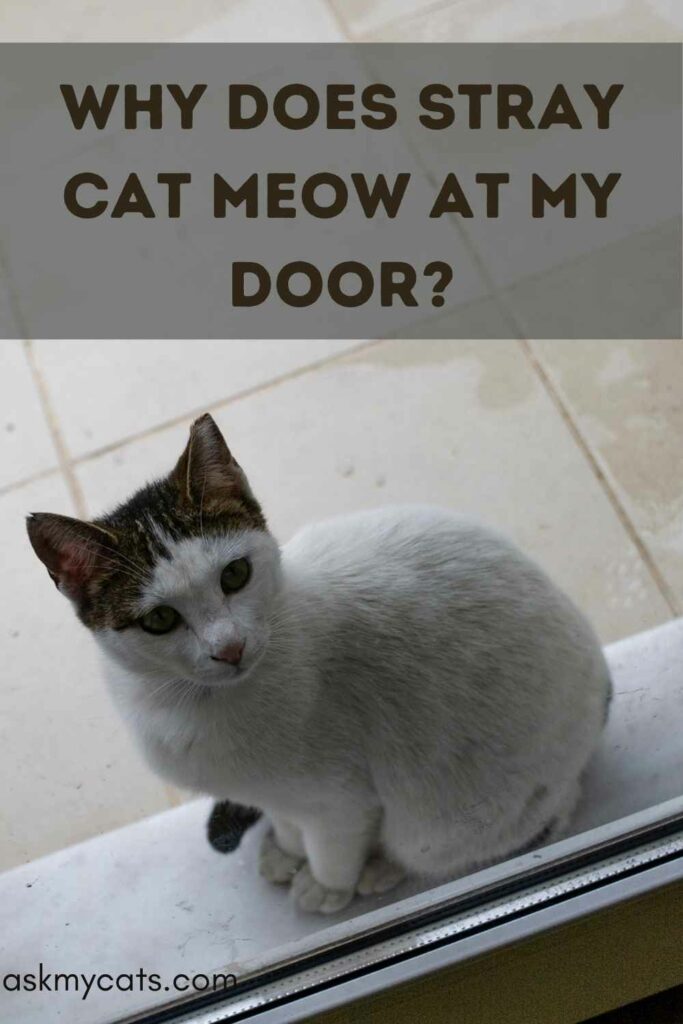 Why Does Stray Cat Meow At My Door?