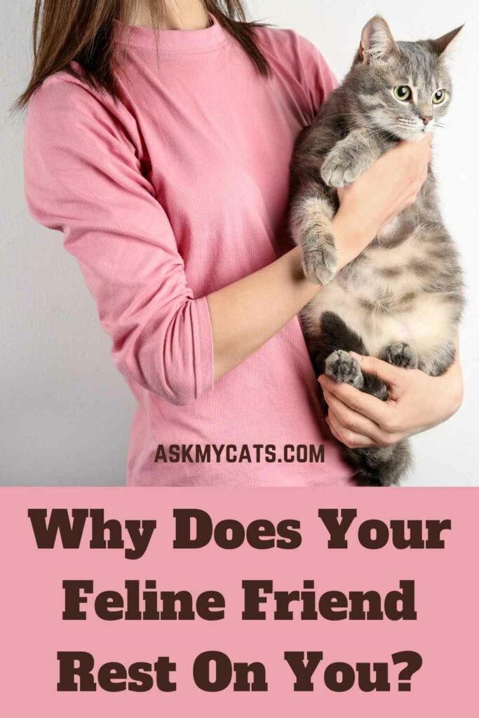 Why Does Your Feline Friend Rest On You?