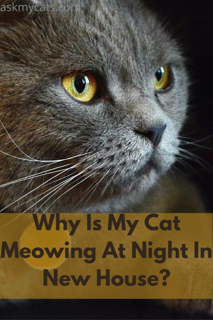 Why Is My Cat Meowing At Night In New House?