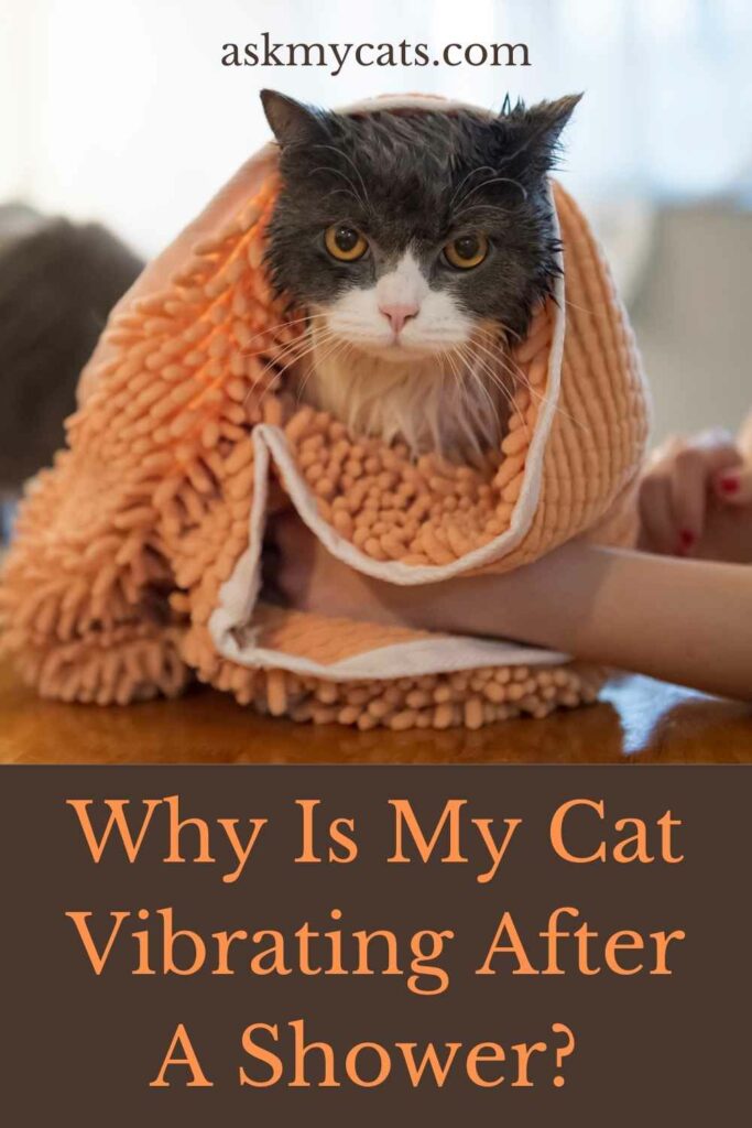 Why Is My Cat Vibrating After A Shower?