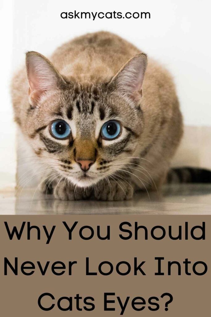 Why You Should Never Look Into Cats Eyes?