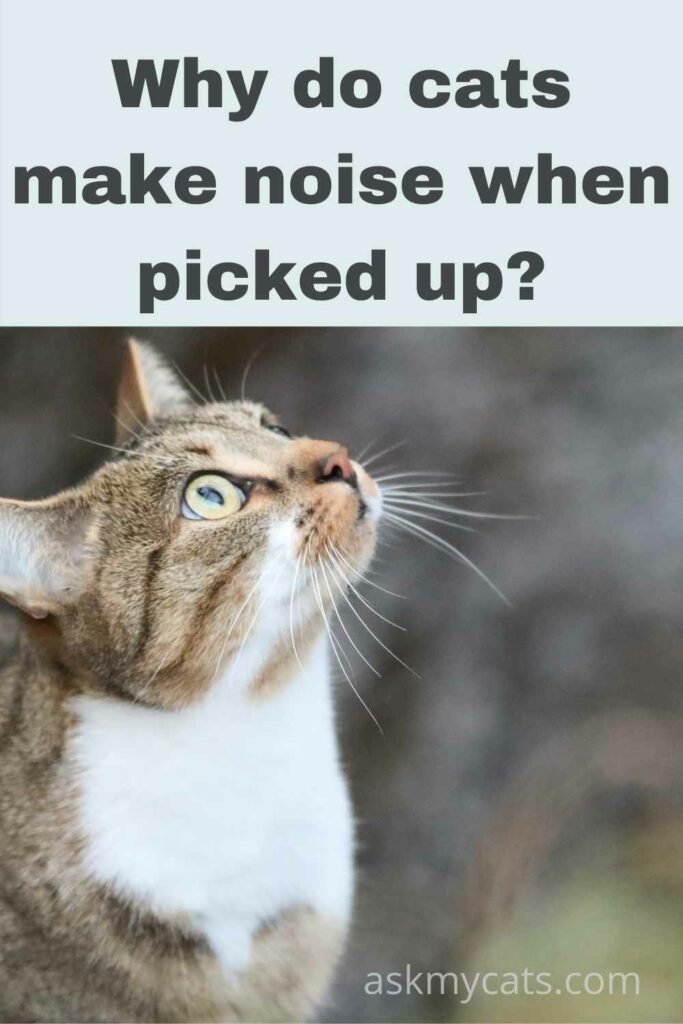 why do cats make noise when picked up?