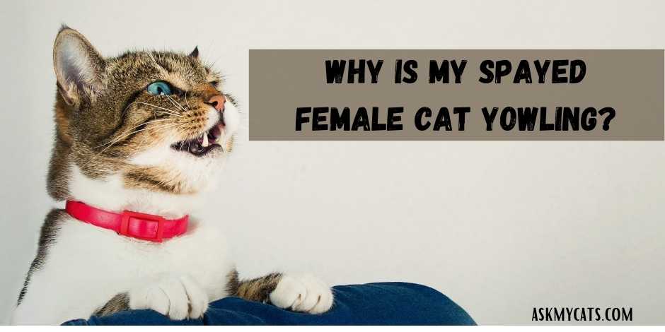Why is my spayed female cat yowling