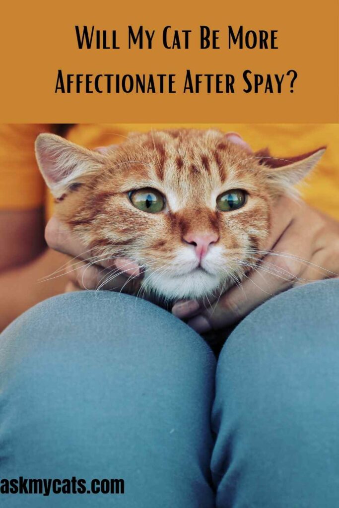 Will My Cat Be More Affectionate After Spay?