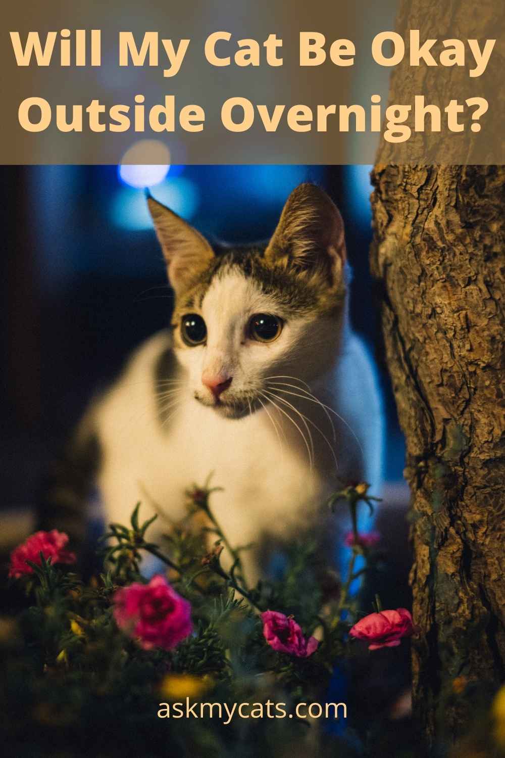 Where Do Cats Sleep Outside At Night?