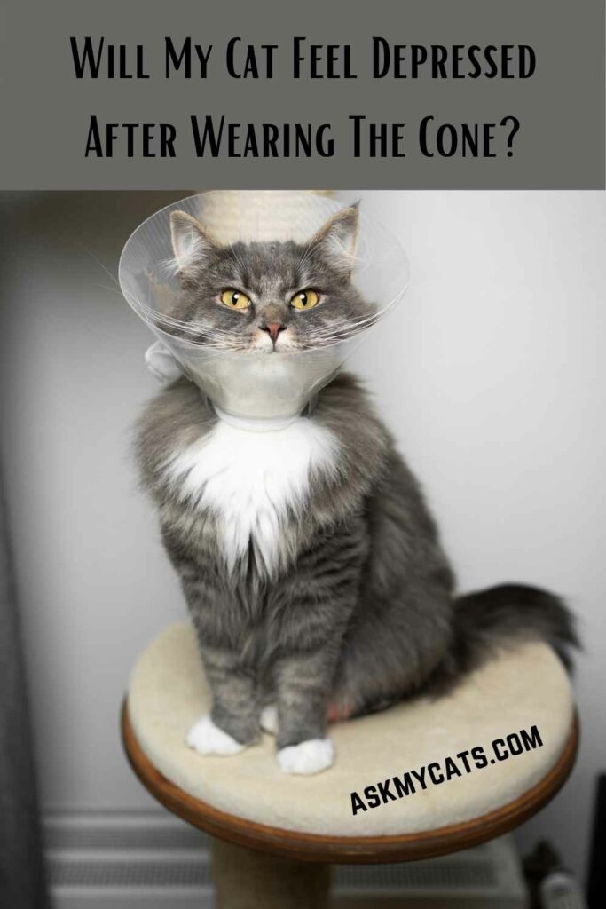 Will My Cat Feel Depressed After Wearing The Cone?