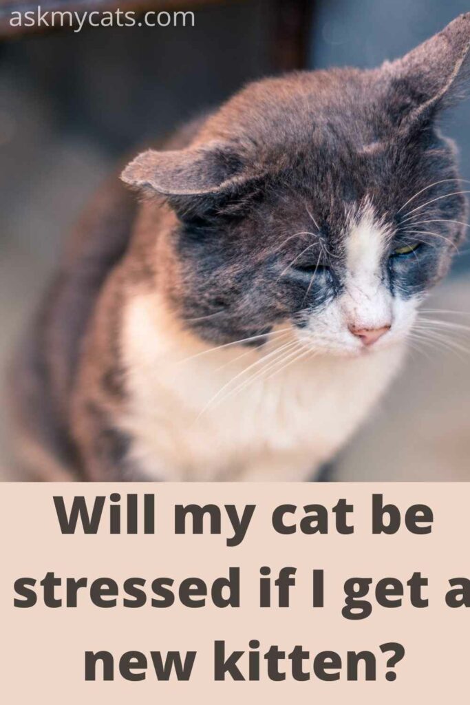 will my cat be stressed if get a new kitten? 