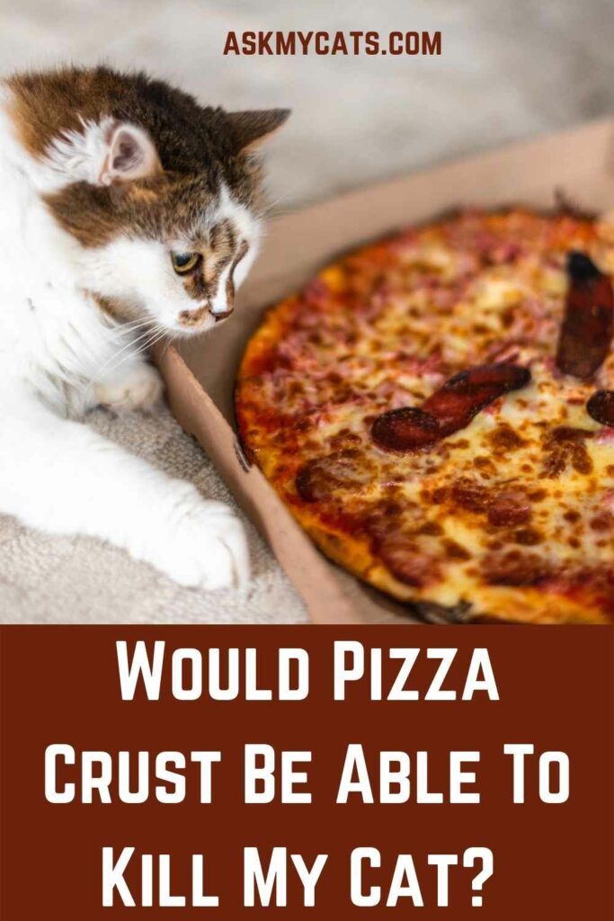 Would Pizza Crust Be Able To Kill My Cat?