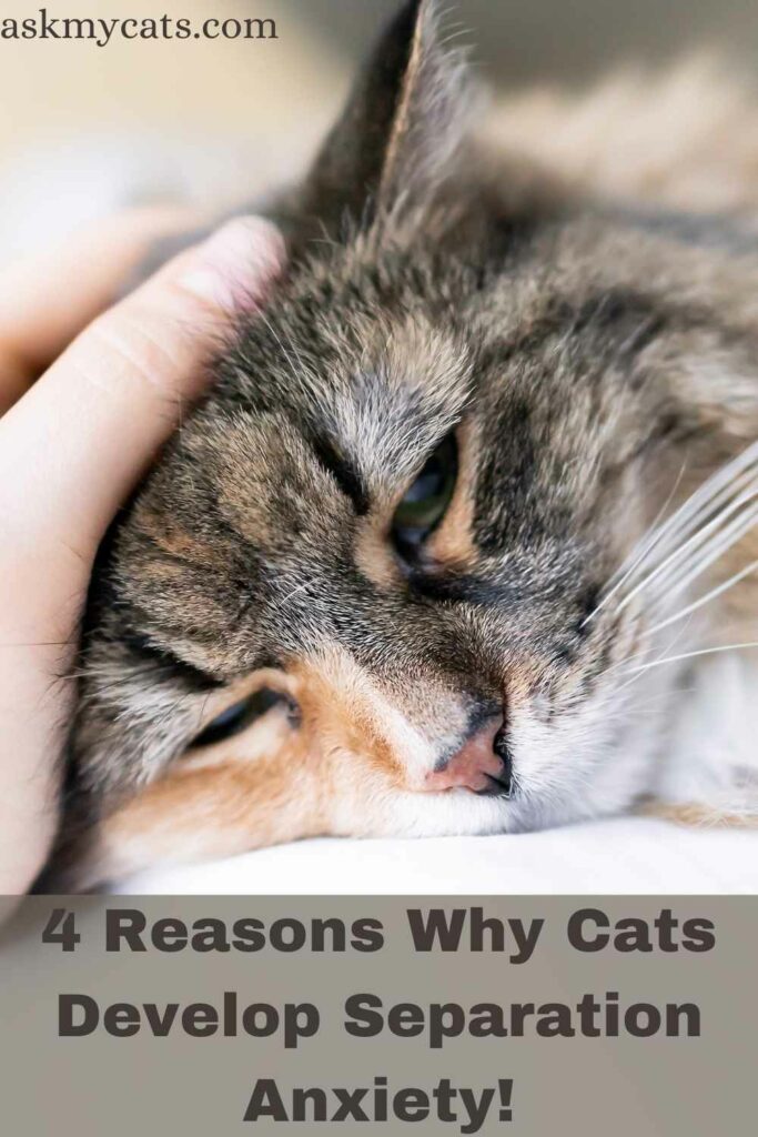 4 Reasons Why Cats Develop Separation Anxiety!