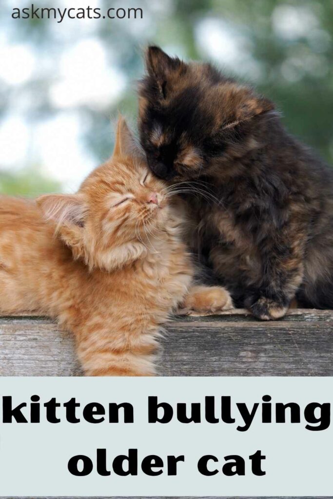 kitten bullying older cat