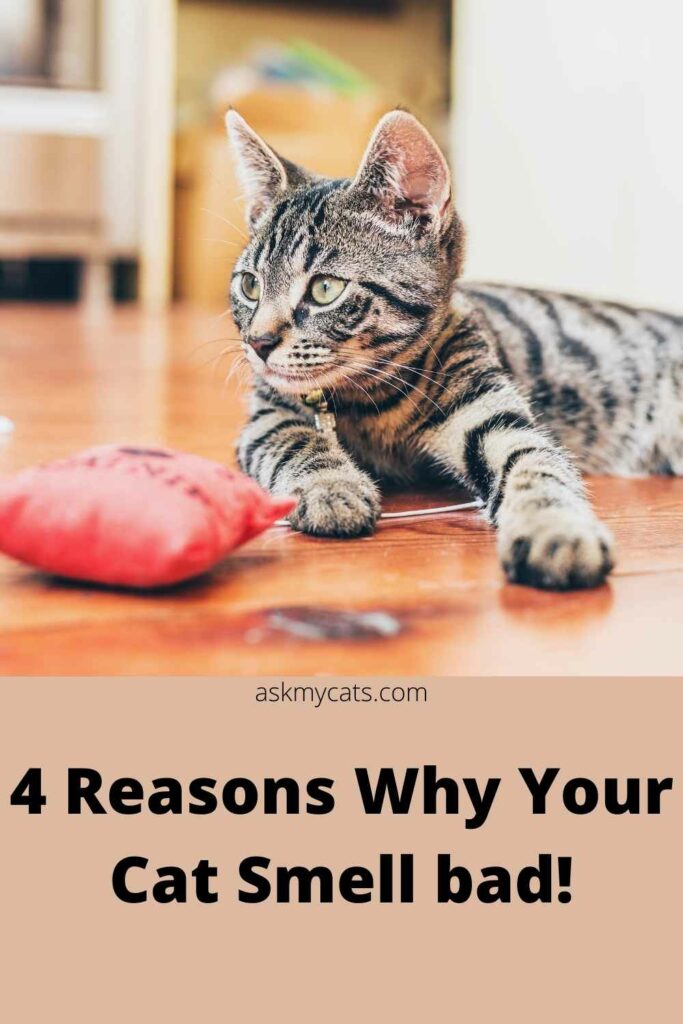 4 reasons why your cat smell bad!