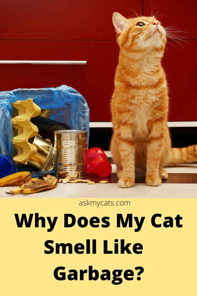 why does my cat smell like garbage?