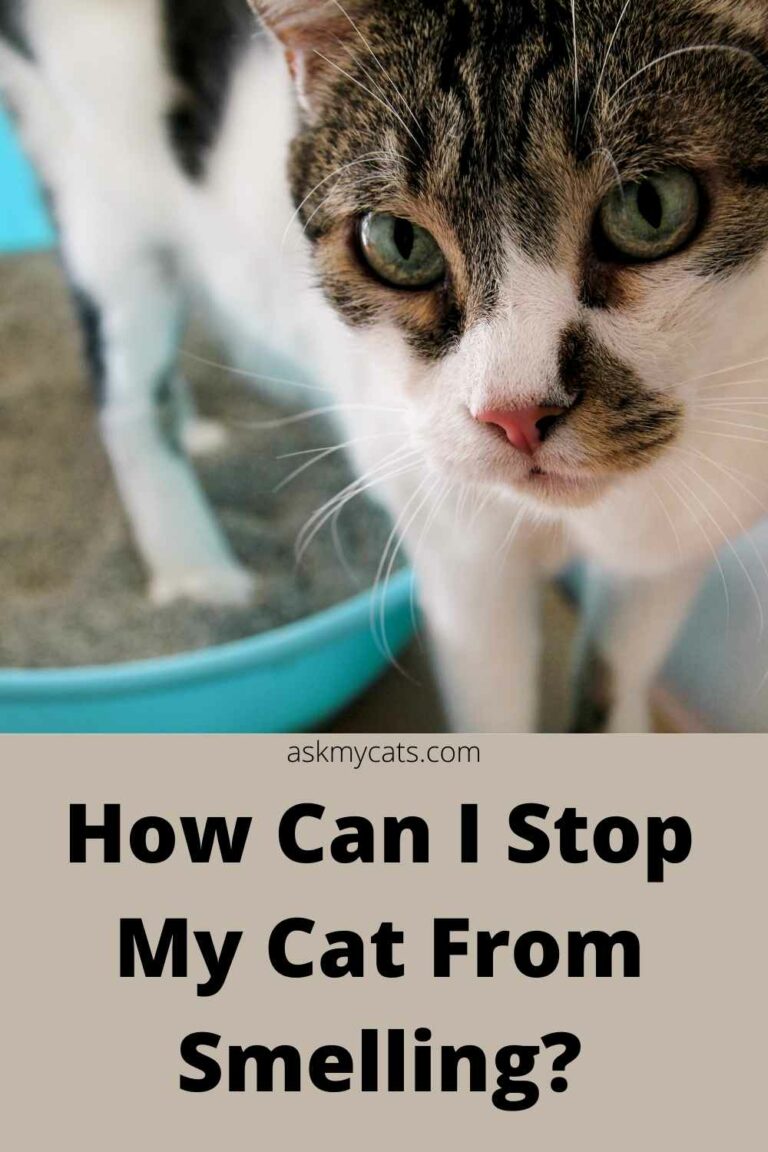 My Cat Is Smelly! How To Make My Cat Smell Better?