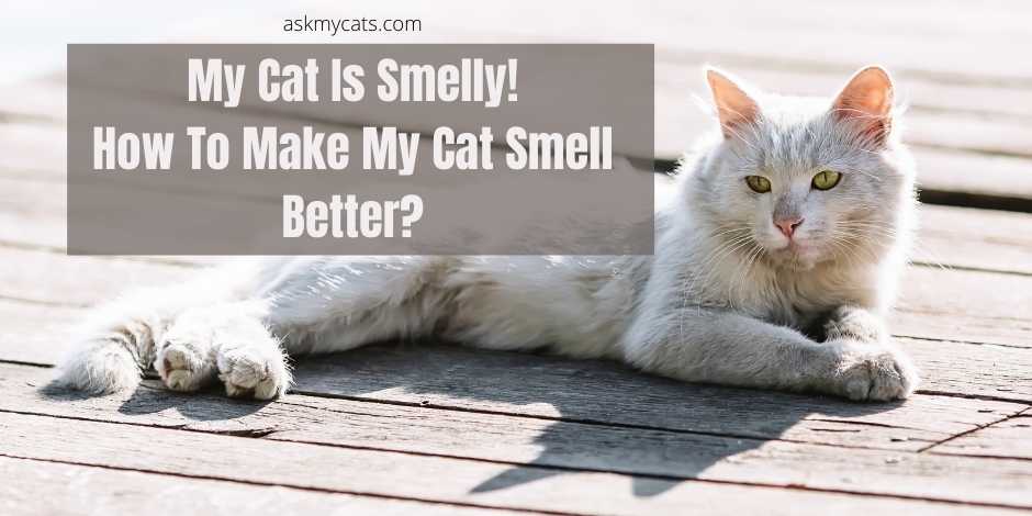 my cat is smelly! how to make my cat smell better?