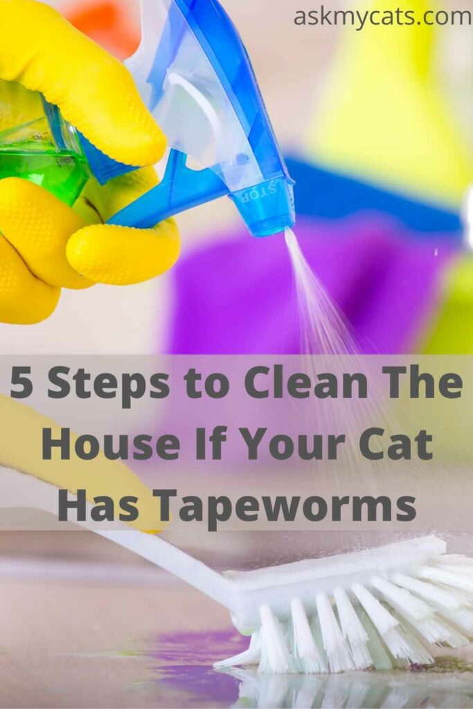5 Steps to Clean The House If Your Cat Has Tapeworms