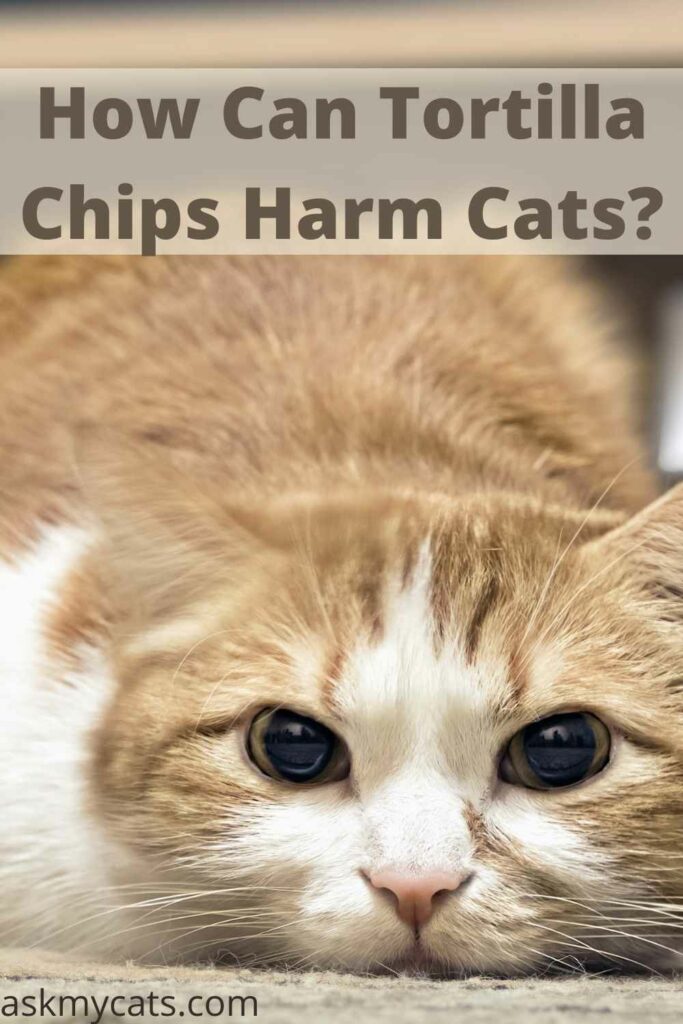 How Can Tortilla Chips Harm Cats?