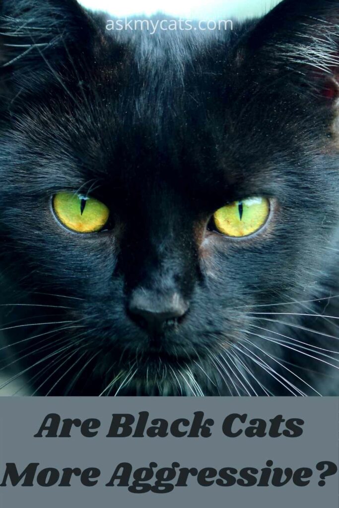 are black cats more agressive