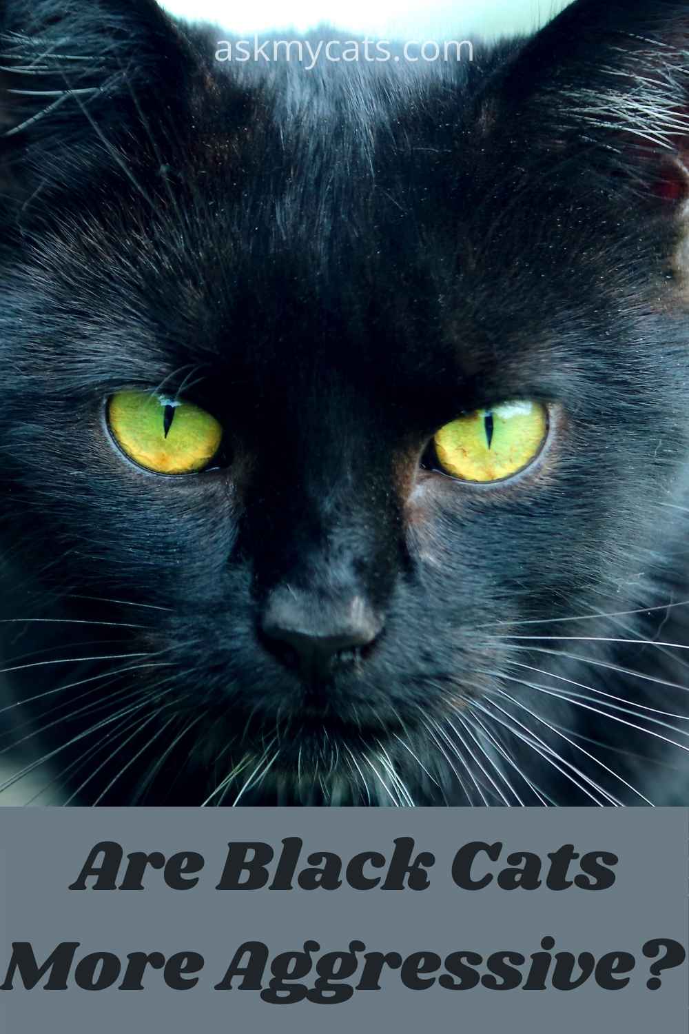 Are Black Cats Friendly? Why Are Black Cats So Sweet?