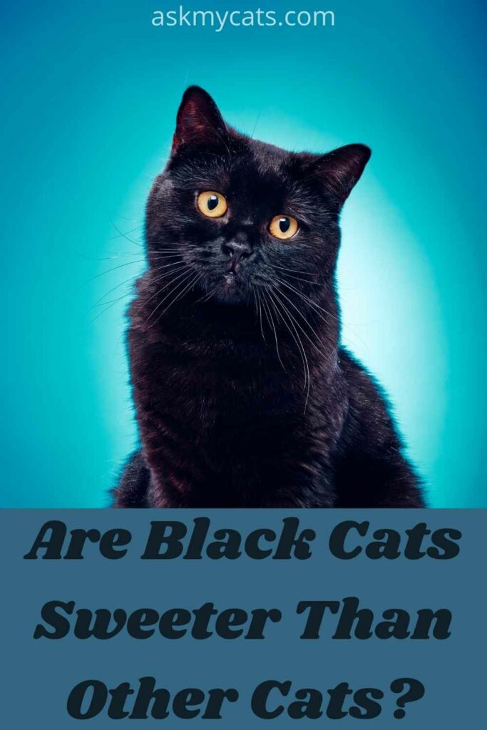 Are Black Cats Sweeter Than Other Cats