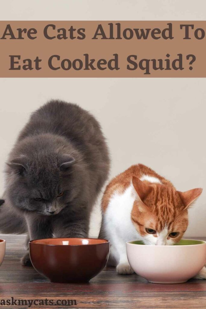 Are Cats Allowed To Eat Cooked Squid?