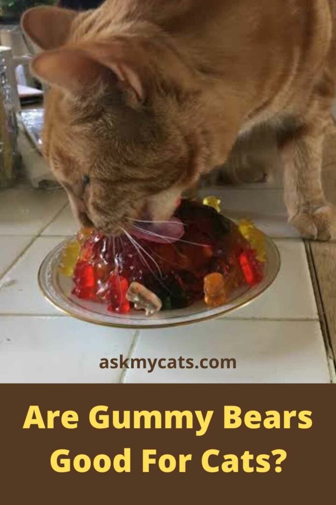 Are Gummy Bears Good For Cats?