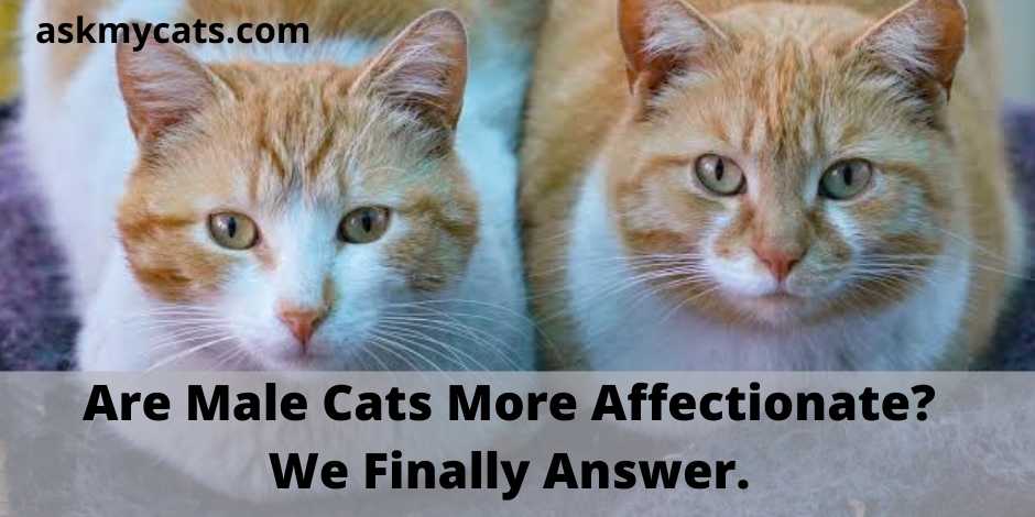 Are female cats 2024 friendlier than males